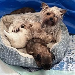 Remie - Yorkshire Terrier