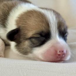 Nollie - Red female Pembroke Welsh Corgi puppy in Brashear, Texas from Sherwood Acres Pembrokes