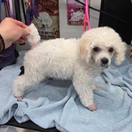 Zoom - Cream male Poodle puppy in North Prince George, Virginia from ROYAL VISTA