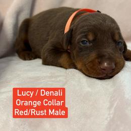 Orange Collar - Red and rust male Doberman Pinscher puppy in Lake City, Florida from Paintedcrazy Doberman Pinchers