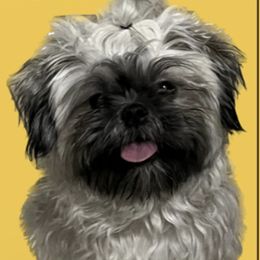 Batman - Shih Tzu