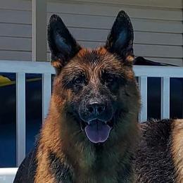 Bontos  - German Shepherd