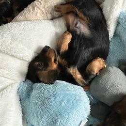 Big Island's Little Weiners Show Ur Bunz On Broadway - Black and tan male Dachshund puppy in Hilo, Hawaii from Big Island’s Little Weiners