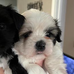 Bella - Tricolor female Shih Tzu puppy in Reading, Michigan from You Little Shih-tzu’s 😊