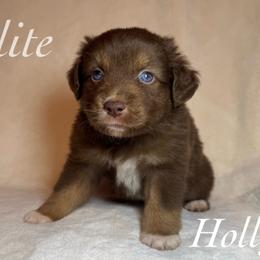 Holly - Red tri female Miniature Australian Shepherd puppy in Corpus Christi, Texas from Elite Miniature Australian Shepherds