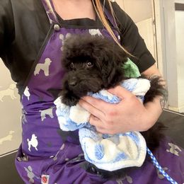 Cavapoo, Cockapoo, and Poodle Puppies from Heavenly Puppies to Love