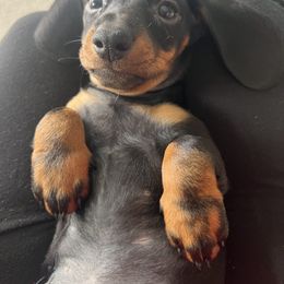 Dachshund Puppies from Phillian Family Mini Dachshunds