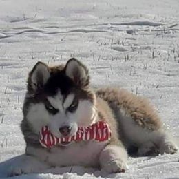 Siberian Husky Puppies from Xk siberians
