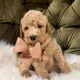 Teddy - Gold male Australian Labradoodle puppy in Leonard, Texas from Laird Farms