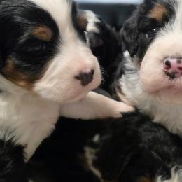 Male 1 - Tri-color male Bernedoodle puppy in Shelton, Washington from NW Bernedoodles of Washington