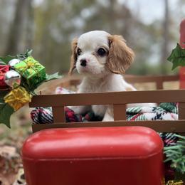 LITTLE BIT - Blenheim female Cavalier King Charles Spaniel puppy in Yellowpine, Texas from Toledo Bend Cavaliers