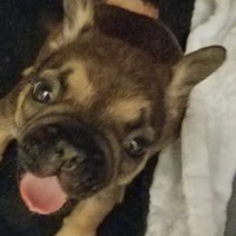 English Bulldog and French Bulldog Puppies from Bullwrinklz