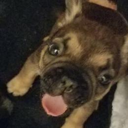 English Bulldog and French Bulldog Puppies from Bullwrinklz