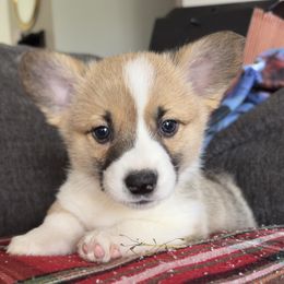 Carmel - White and fawn female Pembroke Welsh Corgi puppy in Keizer, Oregon from Grit Phillips