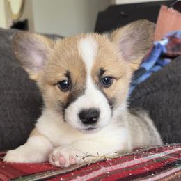 Carmel - White and fawn female Pembroke Welsh Corgi puppy in Keizer, Oregon from Grit Phillips