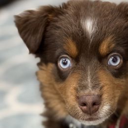 Miniature Australian Shepherds from Wiggle Bum Ranch