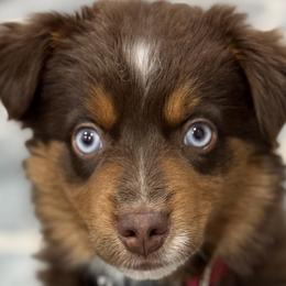 Miniature Australian Shepherds from Wiggle Bum Ranch