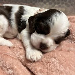 Millie - Brown and white female Cocker Spaniel puppy in Camp Douglas, Wisconsin from Bluff Country Cockers