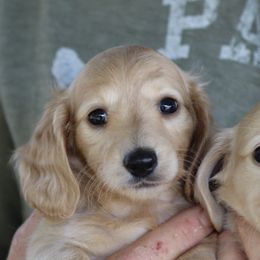 GIRL 1 - Cream female Dachshund puppy in Fort Worth, Texas from Chadwick Farms Mini Dachshunds
