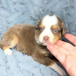 Nova - Red tri female Miniature Australian Shepherd puppy in Alabama from SBA Aussies