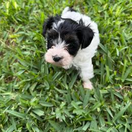 Nugget - Parti male Yorkipoo puppy in Crosby, Texas from Painted Rose Poodles and Doodles