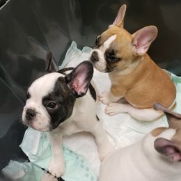 French Bulldog Puppies from Friendly Acres French Bulldogs