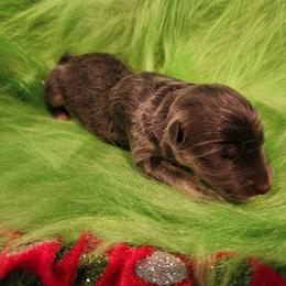 Olivine - Blue female German Shepherd puppy in Los Lunas, New Mexico from Mali's German Shepherds