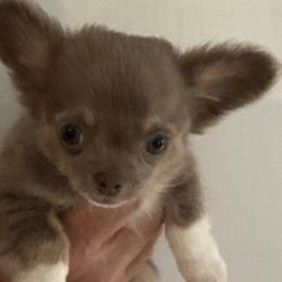 Chihuahuas from Rosemont Chis