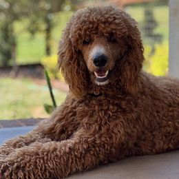 Poodles from Blue Ridge Doodles and Poodles
