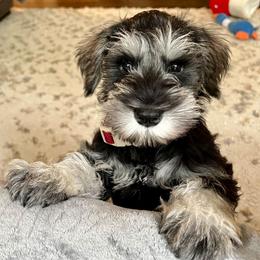 Yellow - Salt and pepper male Miniature Schnauzer puppy in Winston Salem, North Carolina from Southpaw Schnauzers