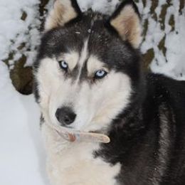 Layla - Siberian Husky