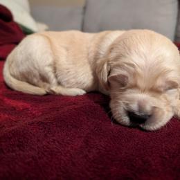 Green - Light golden male Golden Retriever puppy in Madison, Ohio from Heckmans English Cream Golden Retrievers