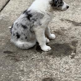 Border Collie Puppies from Roaring River Border Collies