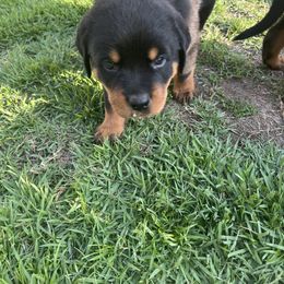 Rottweiler Puppies from Vom Haus Ayers Rottweilers
