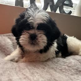 Winter - Black female Shih Tzu puppy in Kodak, Tennessee from Cutshall Babies