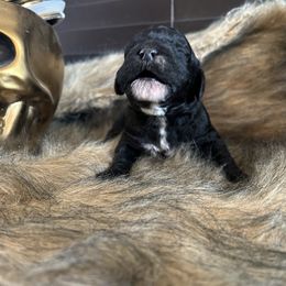 Poodle Puppies from Sea Swept Poodles