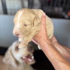 Bernedoodle, Double Doodle, and Saint Berdoodle Puppies from Remington Kennels, LLC