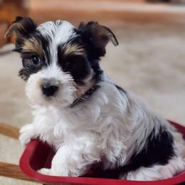 Alfalfa - Parti male Yorkshire Terrier puppy in Tacoma, Washington from Anks Toys Yorkshire terriers