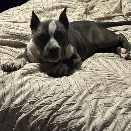 Lemonade - Blue female American Bully puppy in Orlinda, Tennessee from SimplyBullies