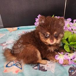 Pepper's ABC - Doremi - Chocolate and tan female Pomeranian puppy in Plant City, Florida from Pepper's Pomeranians