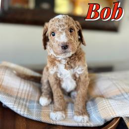 Bob - Red  male Goldendoodle puppy in Oklahoma from Faithful Hill Doodles