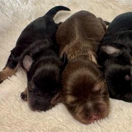 Boy 3 - Black and silver male Miniature Schnauzer puppy in Independence, Missouri from Crown Schnauzers KC