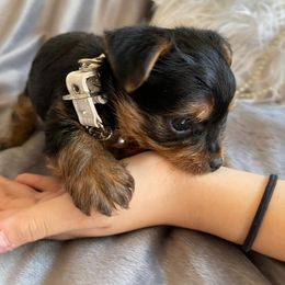 "Chloe" Yorkshire Terrier Puppies from Ella's Designer Yorkies