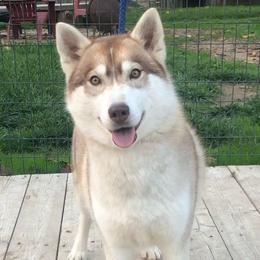 Breeze - Siberian Husky