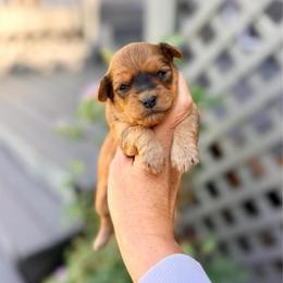 Honey - Apricot female Maltipoo puppy in West Jordan, Utah from Gem Puppies of Utah