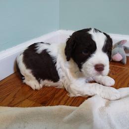 Expectant - Liver and white male English Springer Spaniel puppy in Kingsport, Tennessee from Leandra's English Springer Spaniels