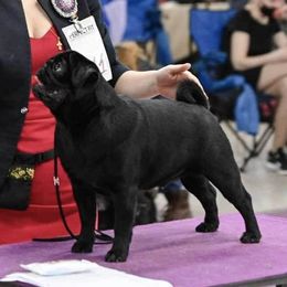 Riddick - Pug