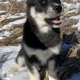 Siberian Husky Puppies from Yetieska Siberians