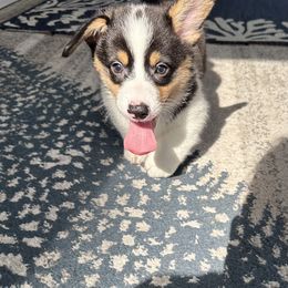 Pembroke Welsh Corgi Puppies from Low Rider Corgis Co