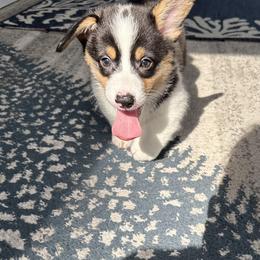 Pembroke Welsh Corgi Puppies from Low Rider Corgis Co